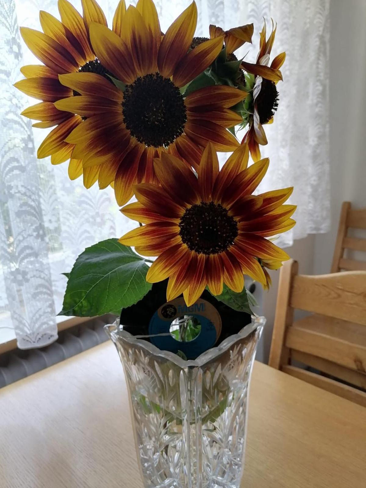 Apartament Alpenblick Gailingen am Hochrhein Zewnętrze zdjęcie